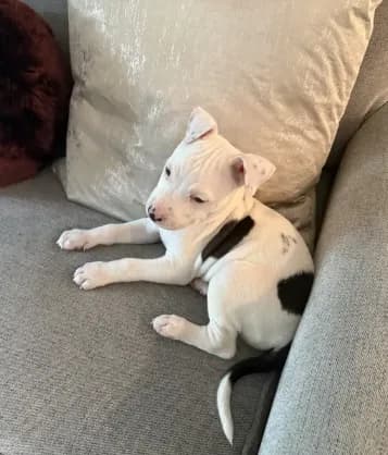 Rocco