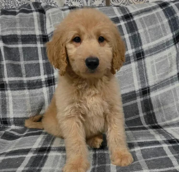 Jake