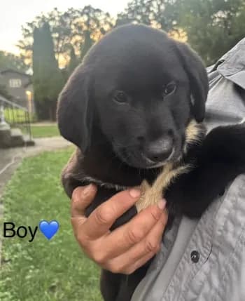 Boy