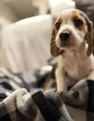 Beagle puppy - male