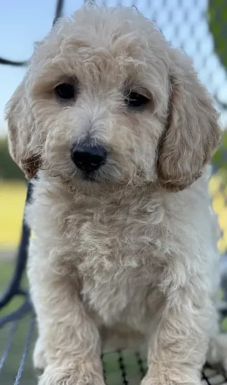 Henry