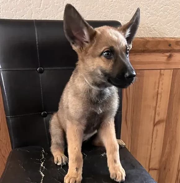 Sable With Grey Collar