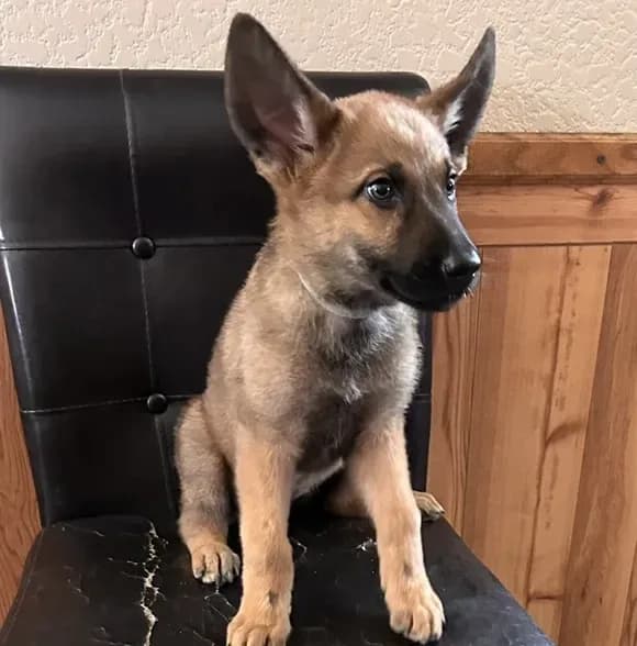 Sable With Grey Collar