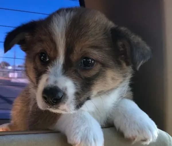 Corgi Heeler Female
