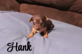 Hank