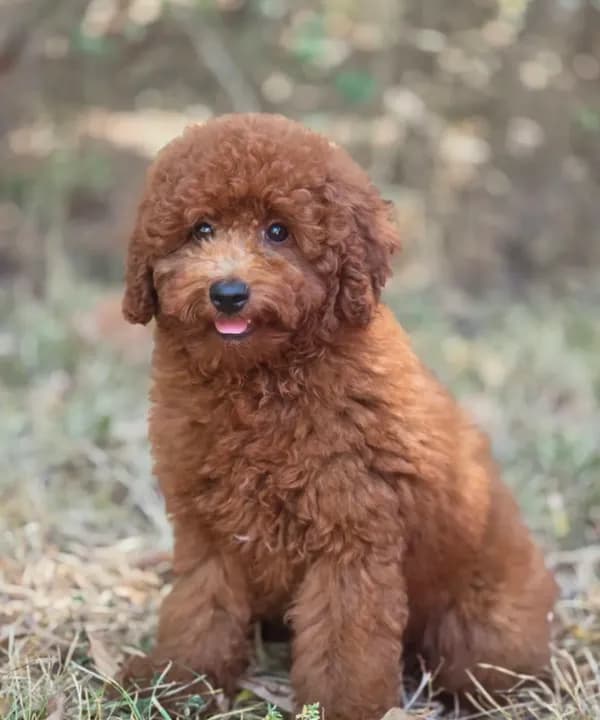Rusty