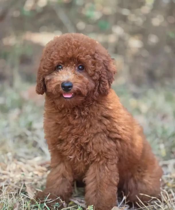 Rusty