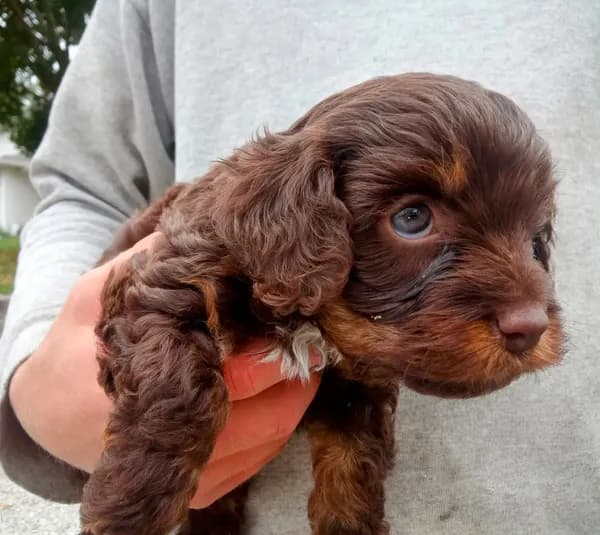 little tike Chocolate cavapoo
