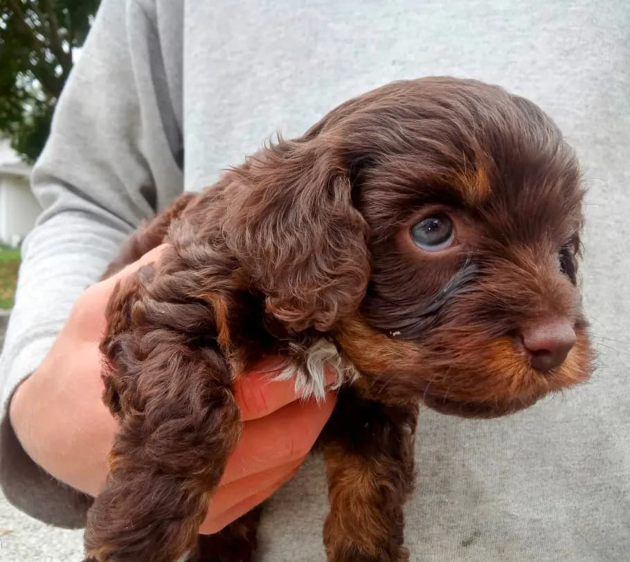 little tike Chocolate cavapoo