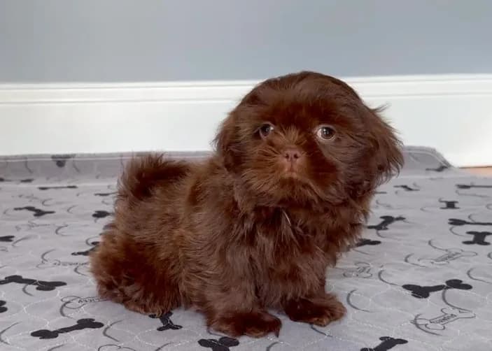 Shih Tzu Female Chocolate "I'm Your Dream Baby"