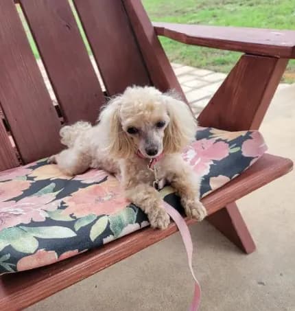 Ms Dolly- tiny