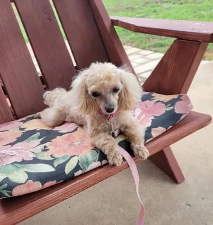 Ms Dolly- tiny