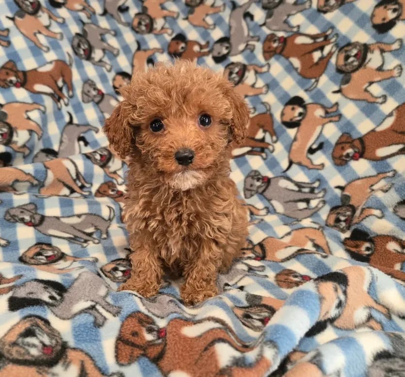 Cavapoo