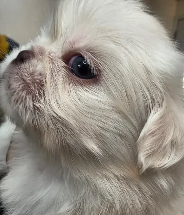 Olaf ❄️