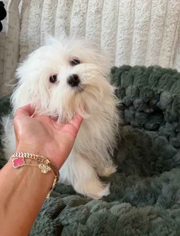 AKC Benz