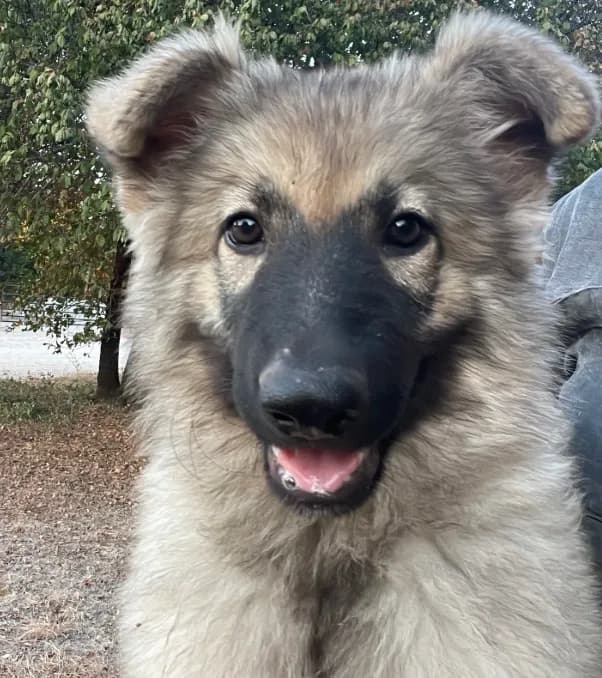 Twila- Silver Sable Girl
