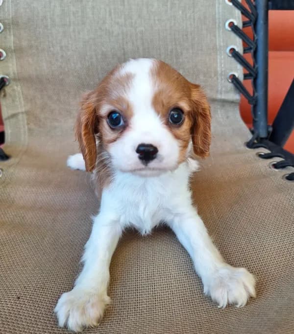 Ozzy