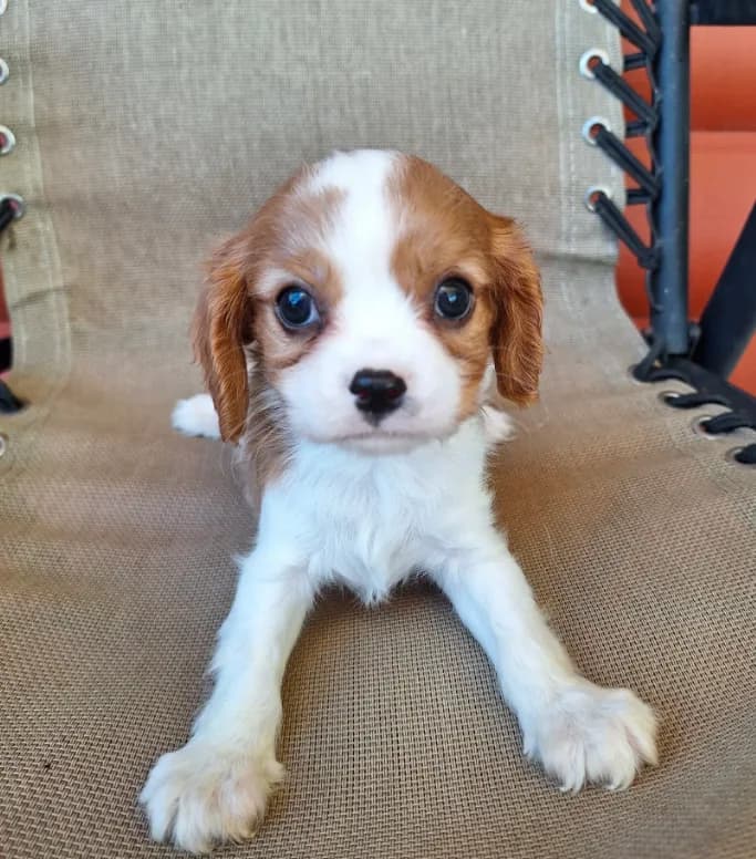 Ozzy