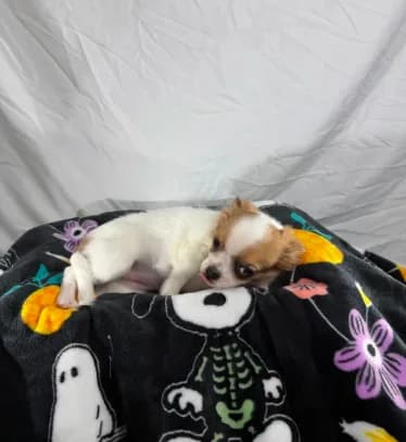 Akc Abra