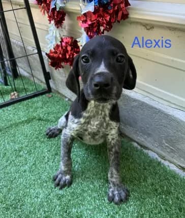 Alexis
