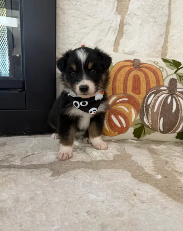 Black Tri Male # 2
