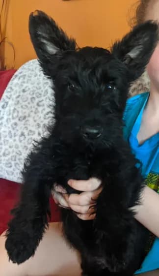 Scottie