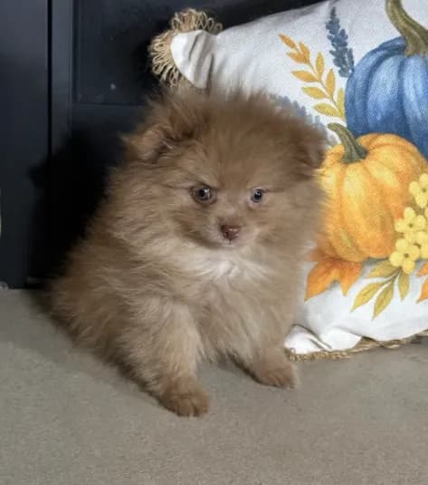 Cocoa