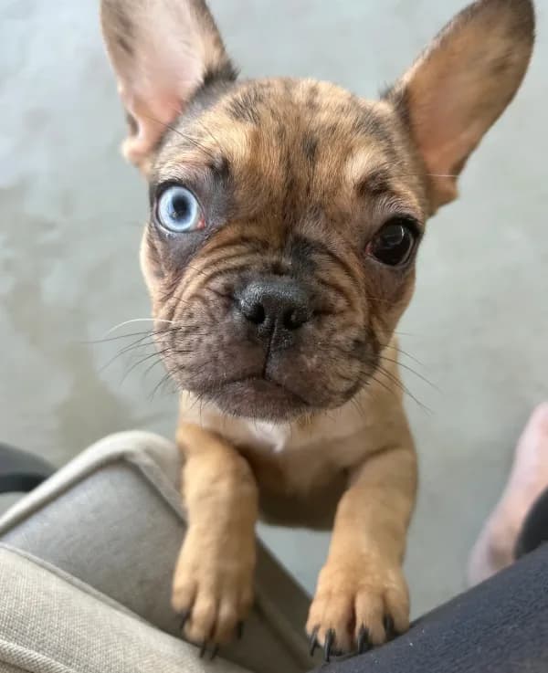 Cyborg