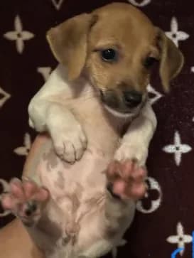 Minnie