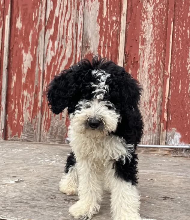 Zorro