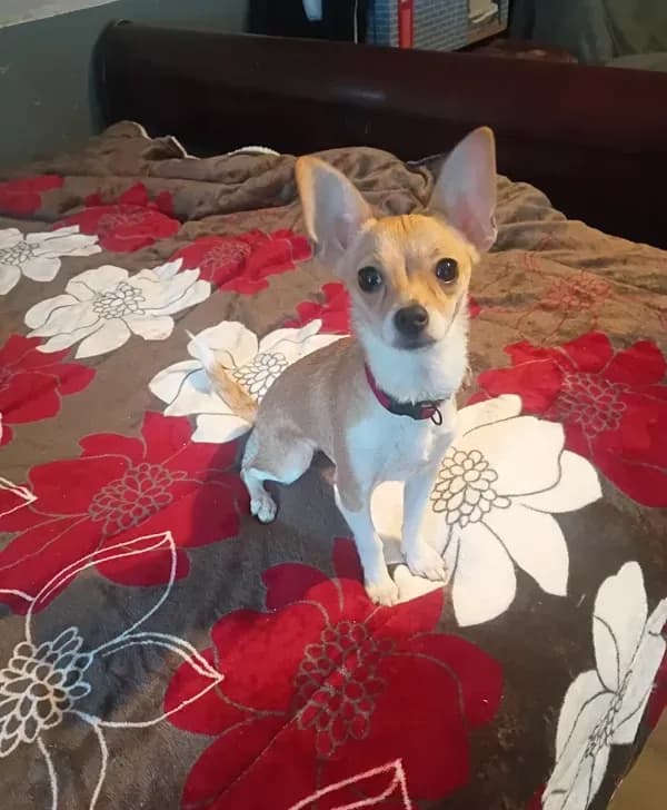 Nova