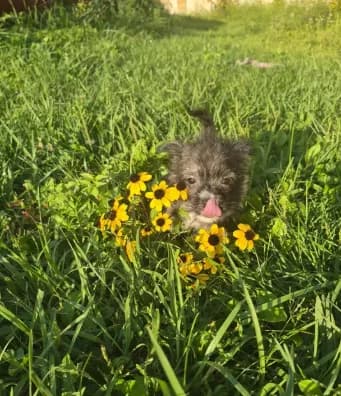 Boy puppy