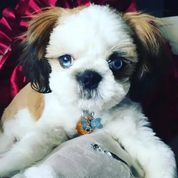 eyes