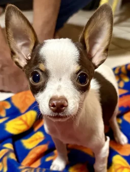Charlie