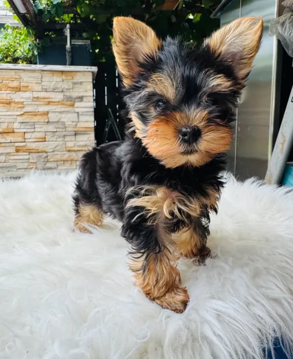Koa