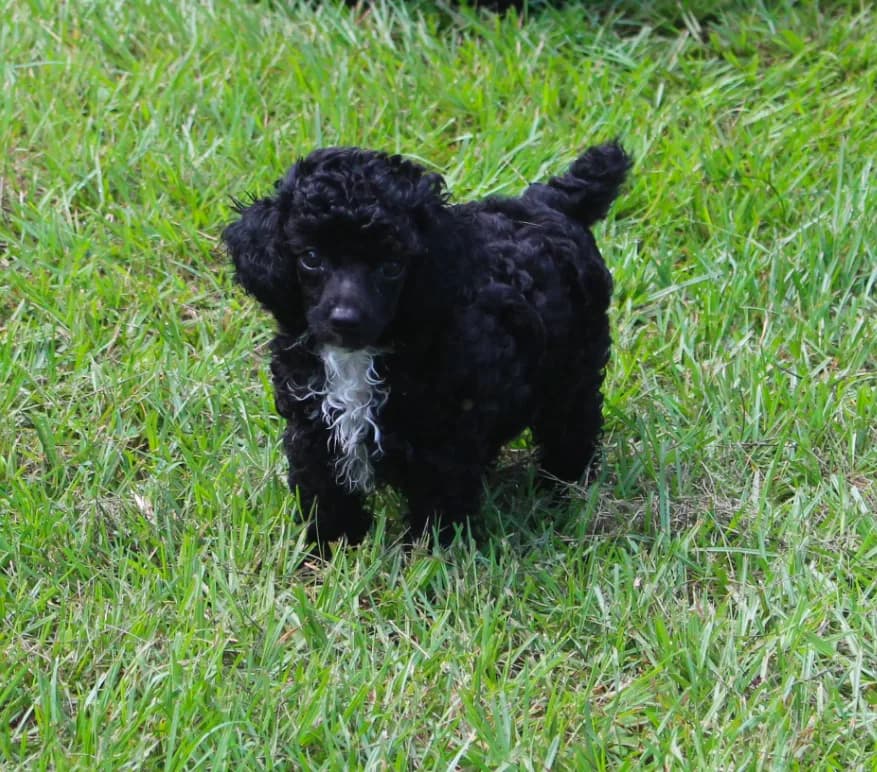 Lola