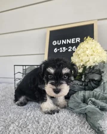 Gunner