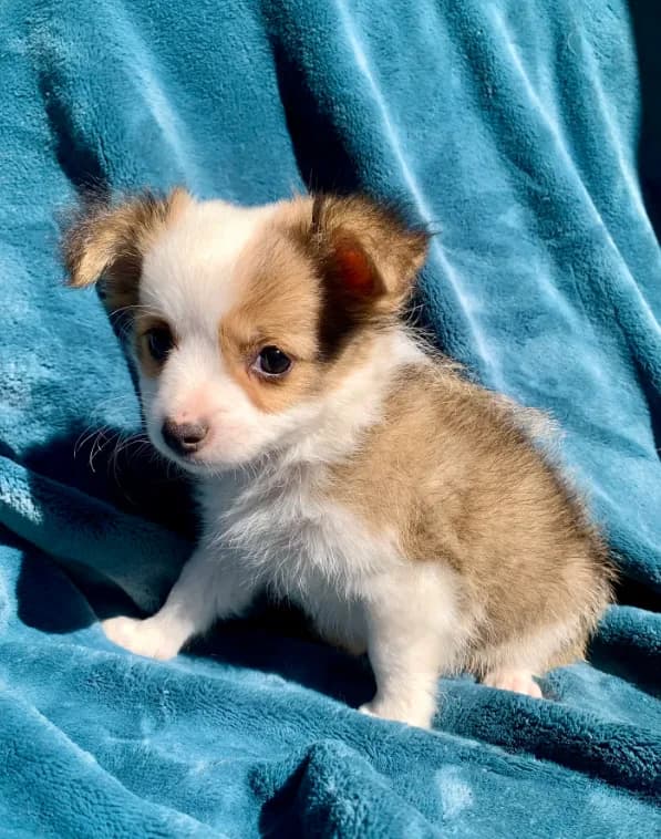Frankie