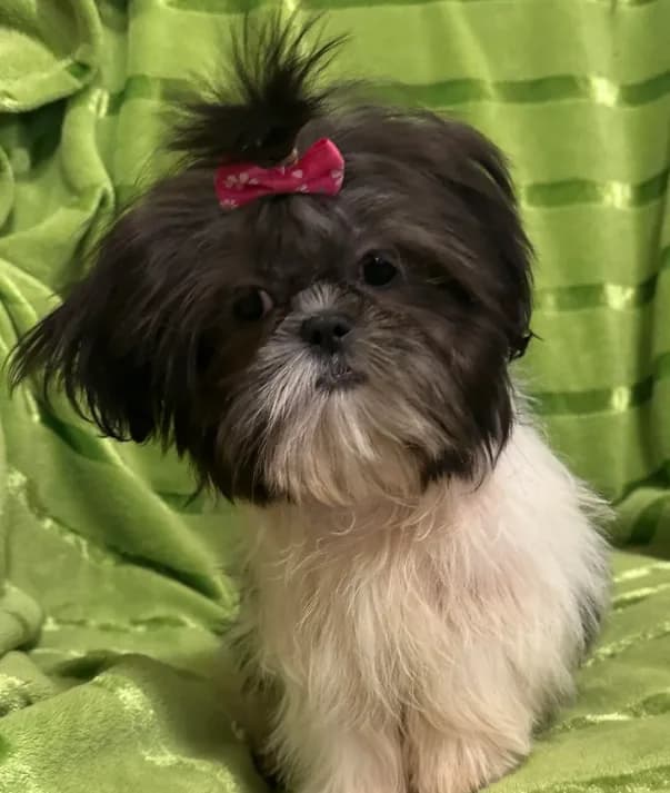 Tilly