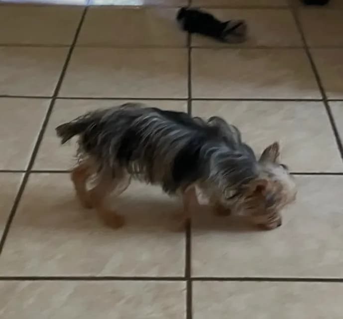 Penny (Tcup size )