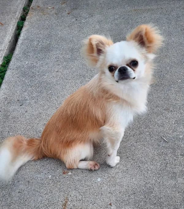 Mochi
