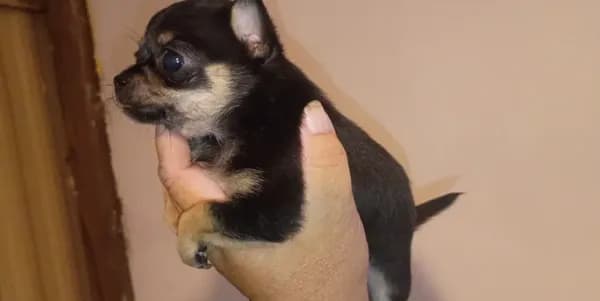 Black and brown (no name)