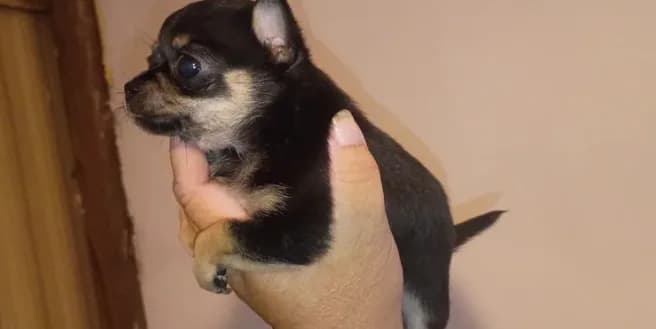 Black and brown (no name)