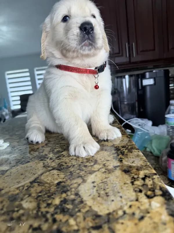 Willie
