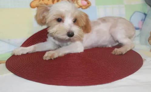 ID # 9207 Small Male Parti Yorkie