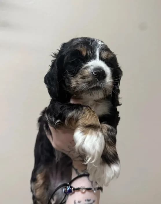 lucy (black and tan merle)