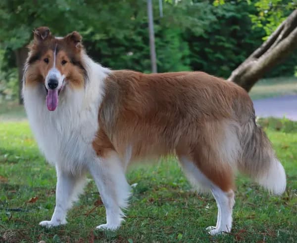 AKC, MDR1 cl. Proven
