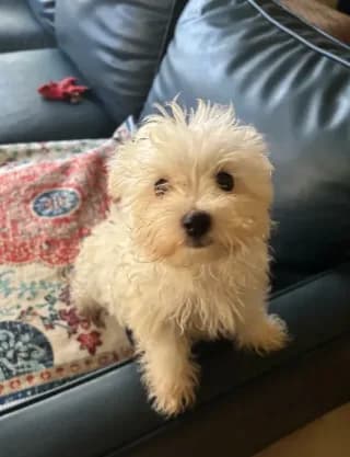 Diva