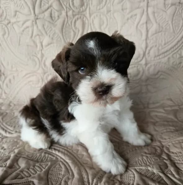 Romeo