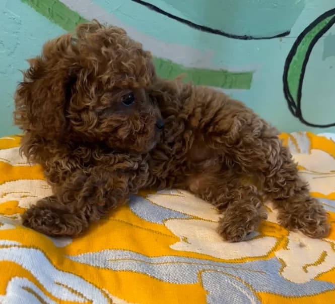 AKC Lucy f2